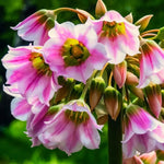 Allium 'tripedale' - Harding & Bloom