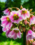 Allium 'tripedale' - Harding & Bloom