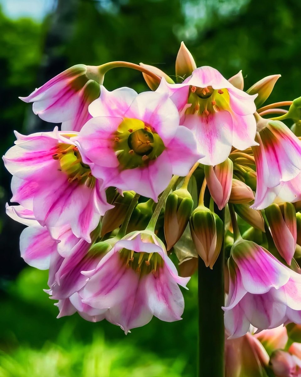 Allium 'tripedale' - Harding & Bloom