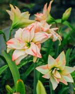 Amaryllis 'Dancing Queen' - Harding & Bloom
