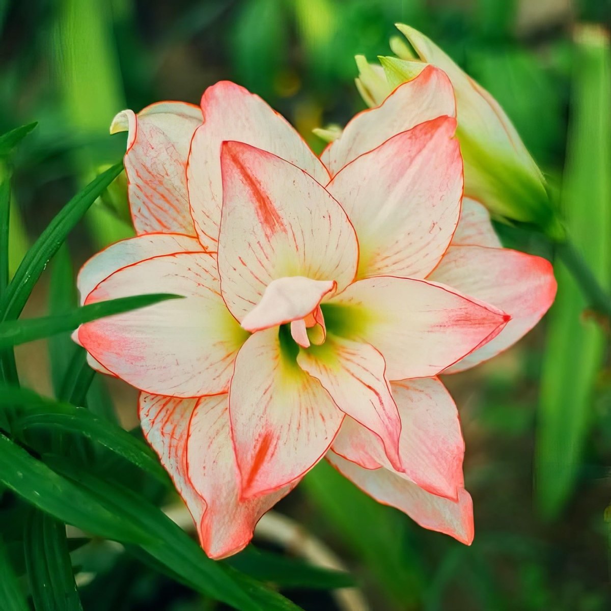 Amaryllis 'Dancing Queen' - Harding & Bloom