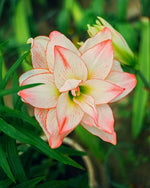 Amaryllis 'Dancing Queen' - Harding & Bloom