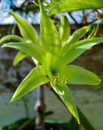 Amaryllis 'Evergreen' - Harding & Bloom