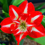 Amaryllis 'Minerva' - Harding & Bloom