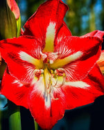 Amaryllis 'Minerva' - Harding & Bloom