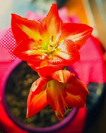 Amaryllis 'Minerva' - Harding & Bloom