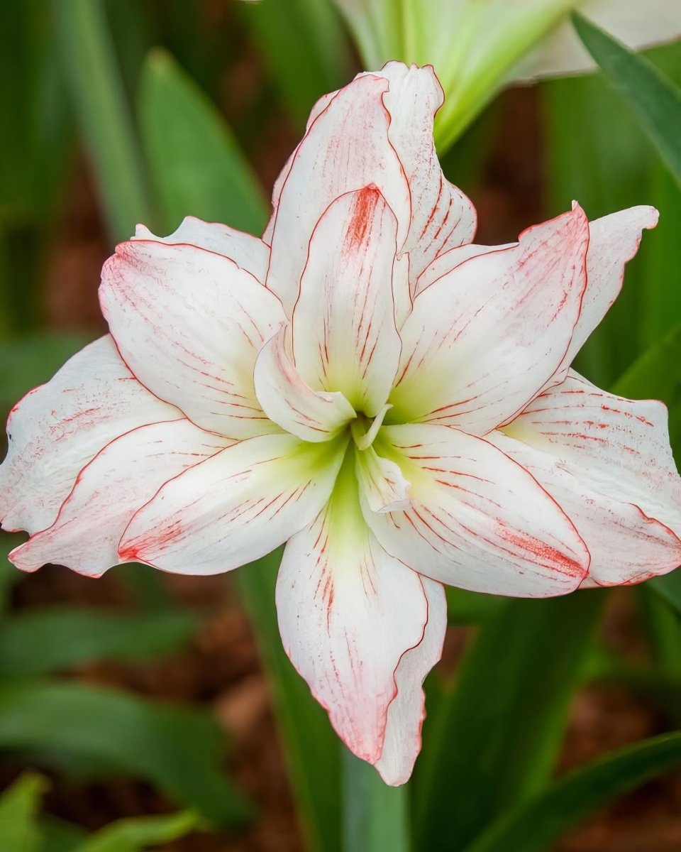 Amaryllis 'Nymph' - Harding & Bloom