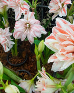 Amaryllis 'Nymph' - Harding & Bloom