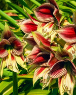Amaryllis 'Papilio' - Harding & Bloom