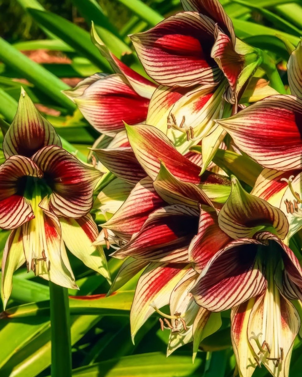 Amaryllis 'Papilio' - Harding & Bloom