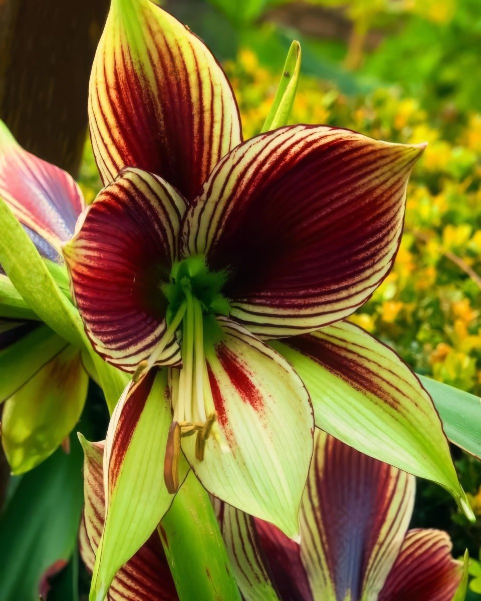 Amaryllis 'Papilio' - Harding & Bloom