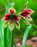 Amaryllis 'Papilio' - Harding & Bloom