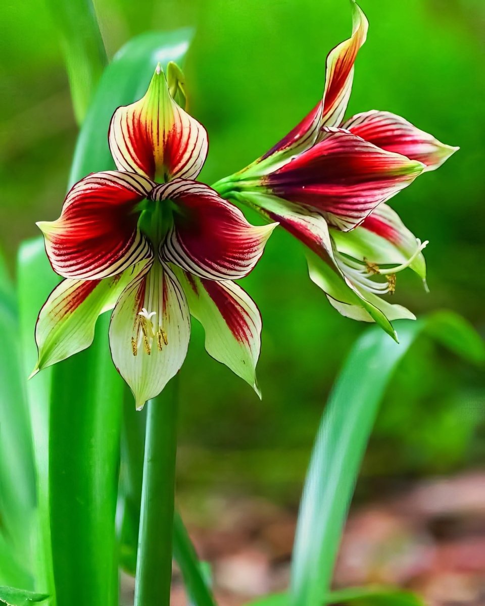 Amaryllis 'Papilio' - Harding & Bloom
