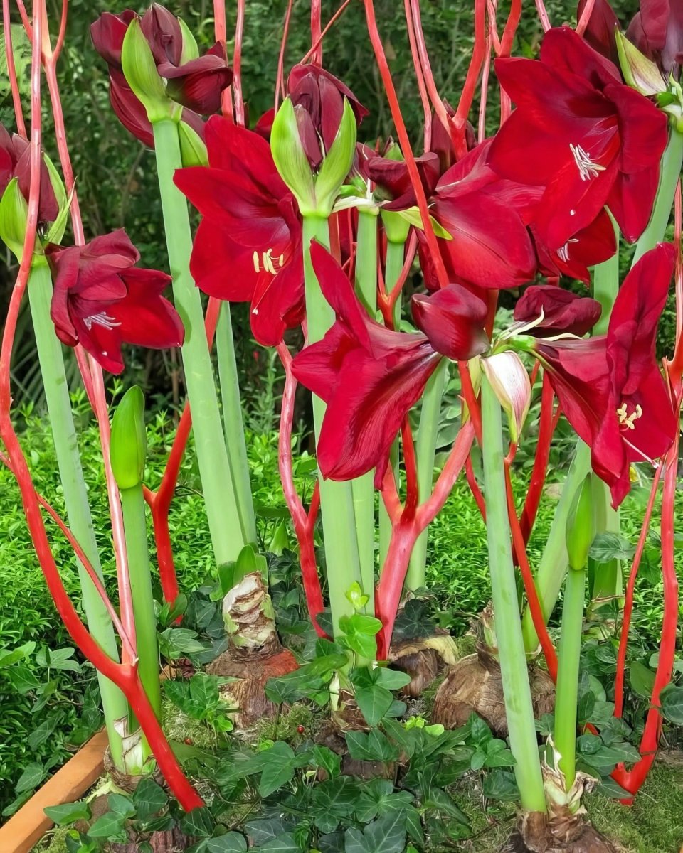 Amaryllis 'Red Lion' - Harding & Bloom