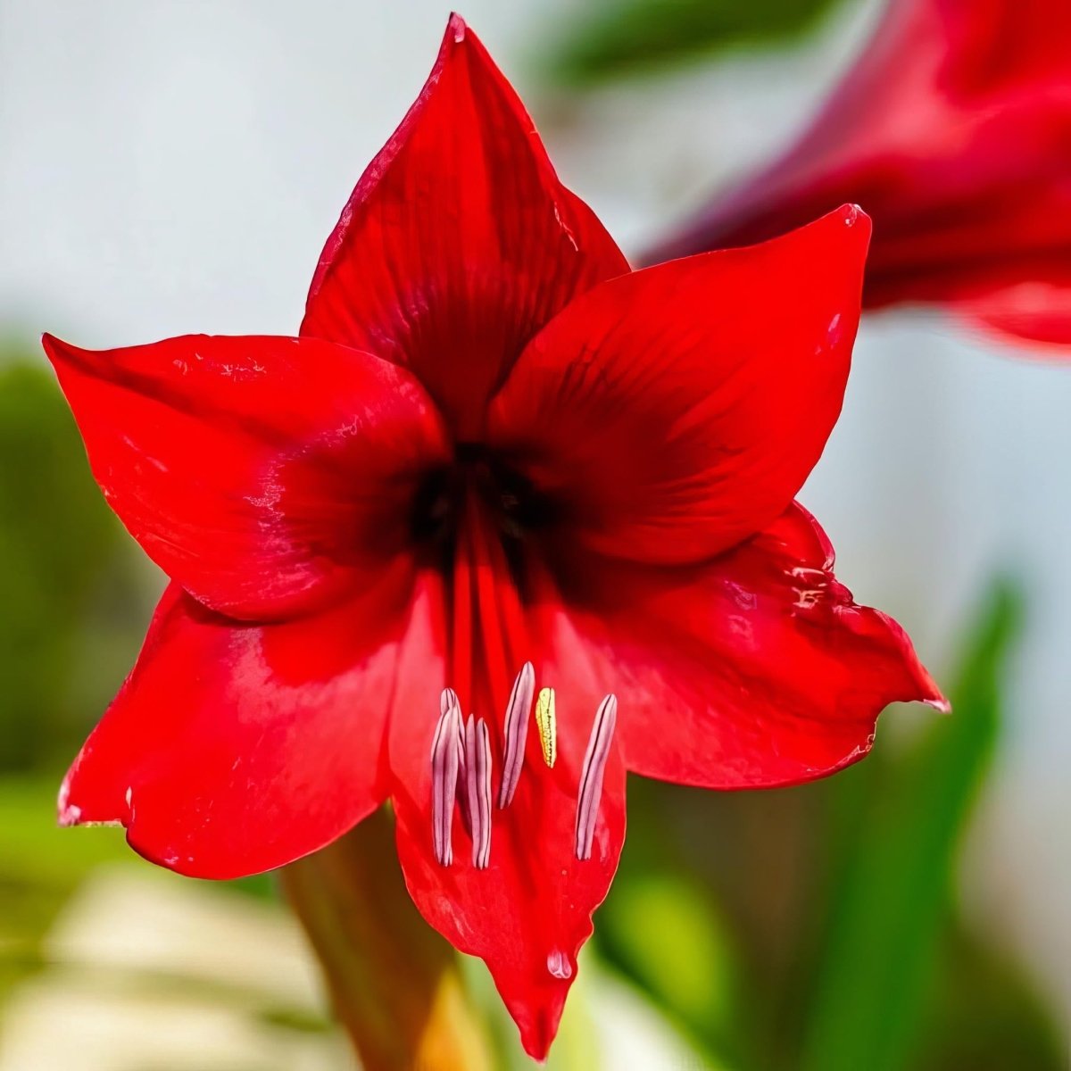 Amaryllis 'Red Lion' - Harding & Bloom