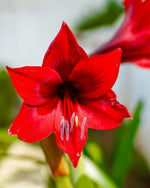 Amaryllis 'Red Lion' - Harding & Bloom