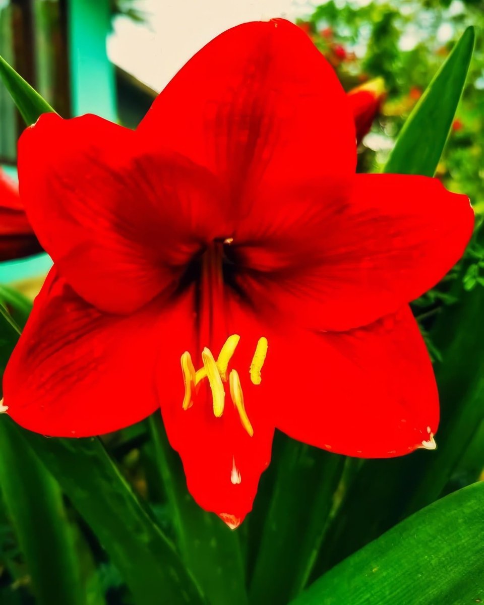 Amaryllis 'Red Lion' - Harding & Bloom