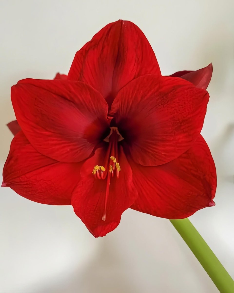 Amaryllis 'Red Lion' - Harding & Bloom