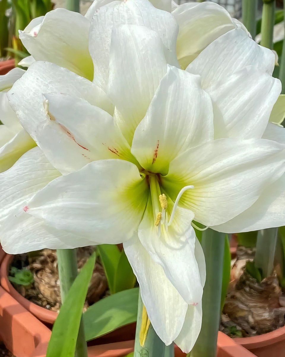 Amaryllis 'White Amadeus' - Harding & Bloom