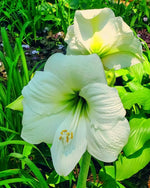 Amaryllis 'White Amadeus' - Harding & Bloom