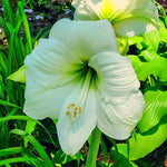 Amaryllis 'White Amadeus' - Harding & Bloom