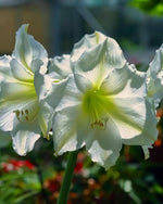 Amaryllis 'White Amadeus' - Harding & Bloom