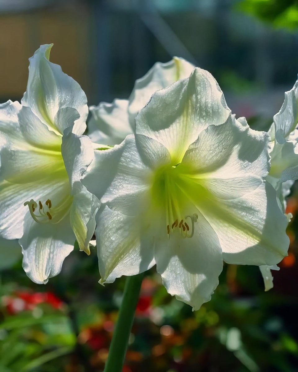Amaryllis 'White Amadeus' - Harding & Bloom