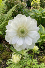 Anemone coronaria 'Mount Everest' (St. Brigid) (Poppy anemone) - Harding & Bloom
