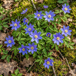 Anemone nemorosa 'Royal Blue' (Wood anemone) – anemone corms, product photo 3 (Harding & Bloom)
