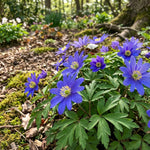 Anemone nemorosa 'Royal Blue' (Wood anemone) – anemone corms, product photo 6 (Harding & Bloom)