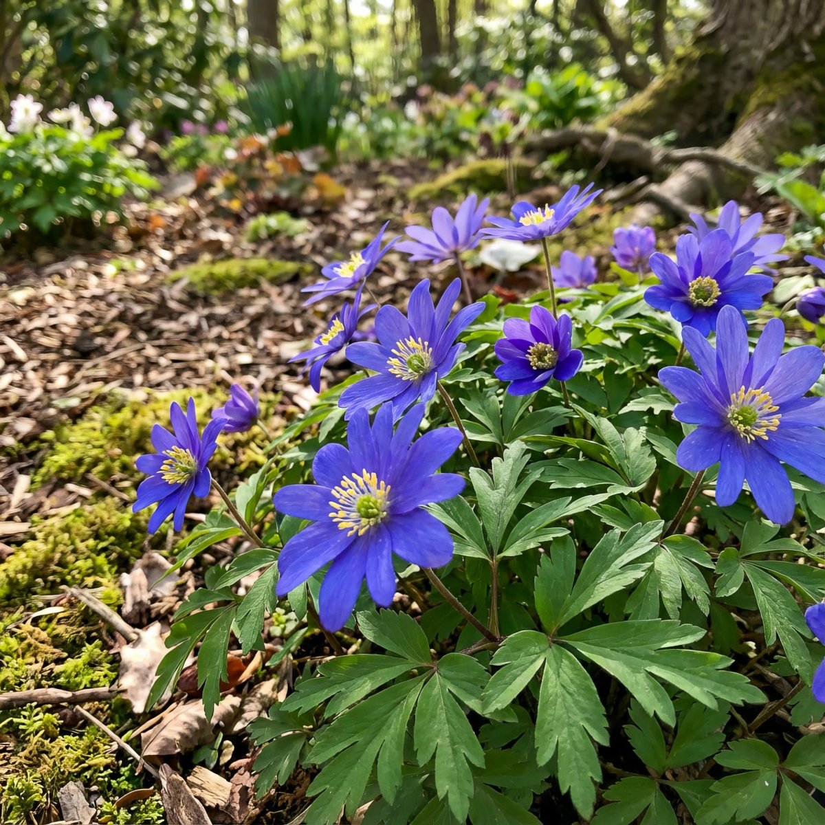 Anemone nemorosa 'Royal Blue' (Wood anemone) – anemone corms, product photo 6 (Harding & Bloom)
