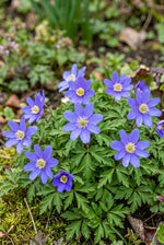 Anemone nemorosa 'Royal Blue' (Wood anemone) – anemone corms, product photo 4 (Harding & Bloom)