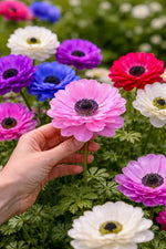 Anemone coronaria 'St. Brigid Mixed' – anemone corms, product photo 3 (Harding & Bloom)
