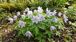 Anemone nemorosa 'Robinsoniana' (Wood anemone) – anemone corms, product photo 6 (Harding & Bloom)