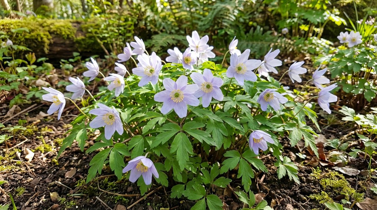 Anemone nemorosa 'Robinsoniana' (Wood anemone) – anemone corms, product photo 6 (Harding & Bloom)