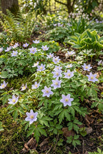Anemone nemorosa 'Robinsoniana' (Wood anemone) – anemone corms, product photo 5 (Harding & Bloom)