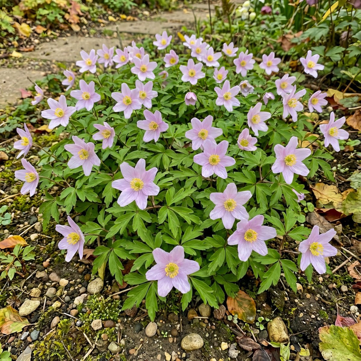 Anemone nemorosa 'Robinsoniana' (Wood anemone) – anemone corms, product photo 4 (Harding & Bloom)