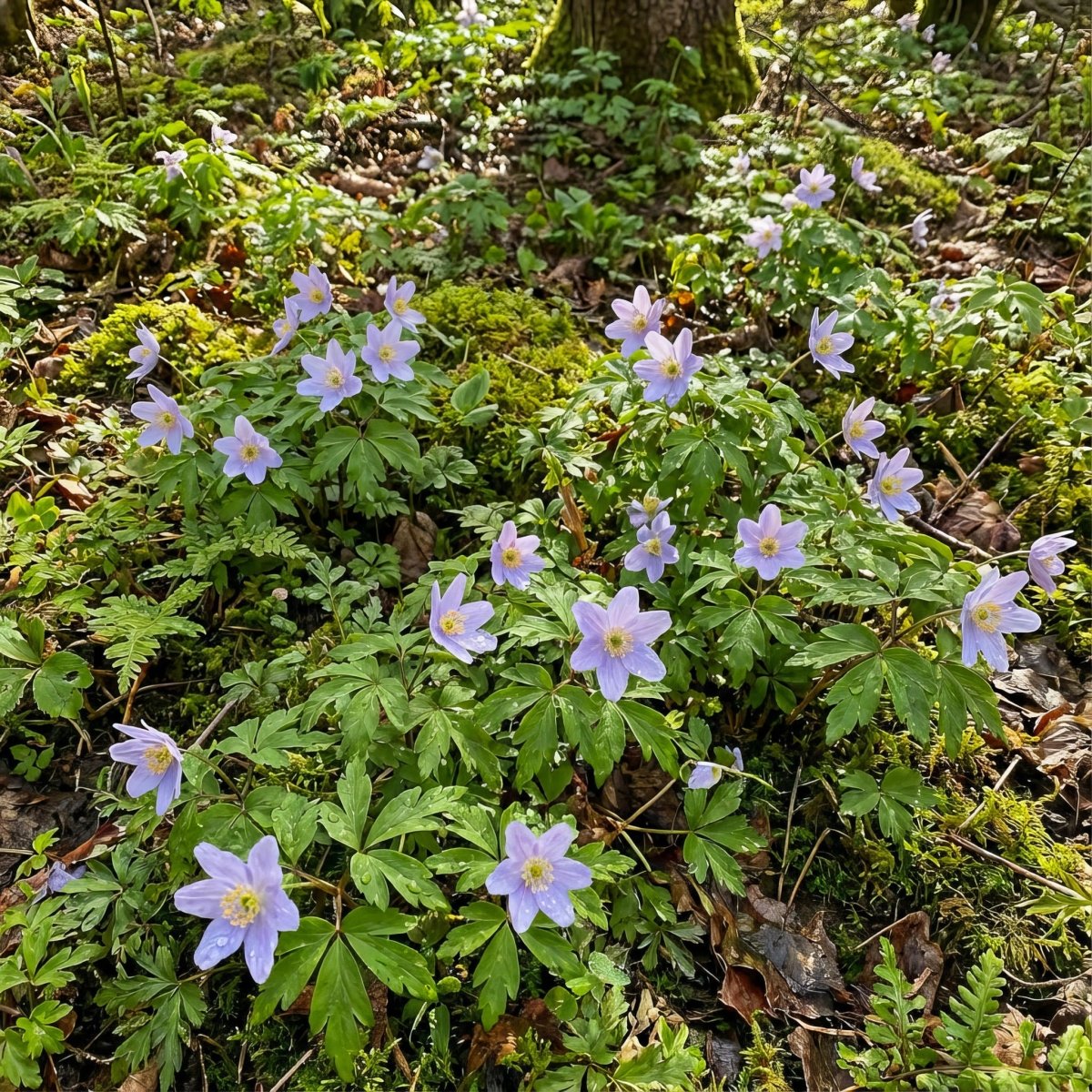 Anemone nemorosa 'Robinsoniana' (Wood anemone) – anemone corms, product photo 3 (Harding & Bloom)