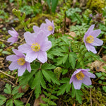 Anemone nemorosa 'Robinsoniana' (Wood anemone) – anemone corms, main product photo (Harding & Bloom)