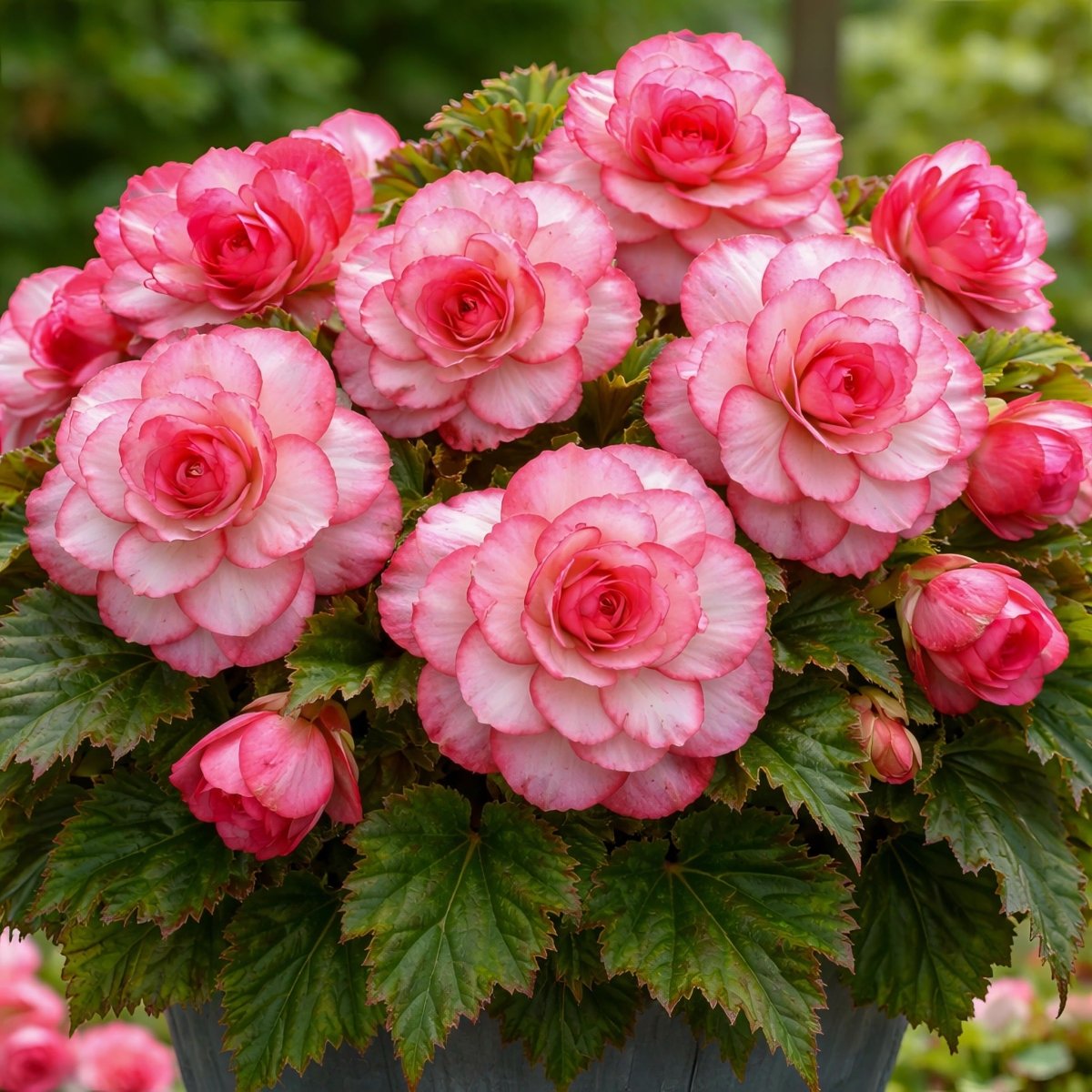 Begonia 'Bouton de Rose' (Double) – begonia tubers, product photo 3 (Harding & Bloom)