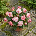 Begonia 'Bouton de Rose' (Double) – begonia tubers, product photo 2 (Harding & Bloom)