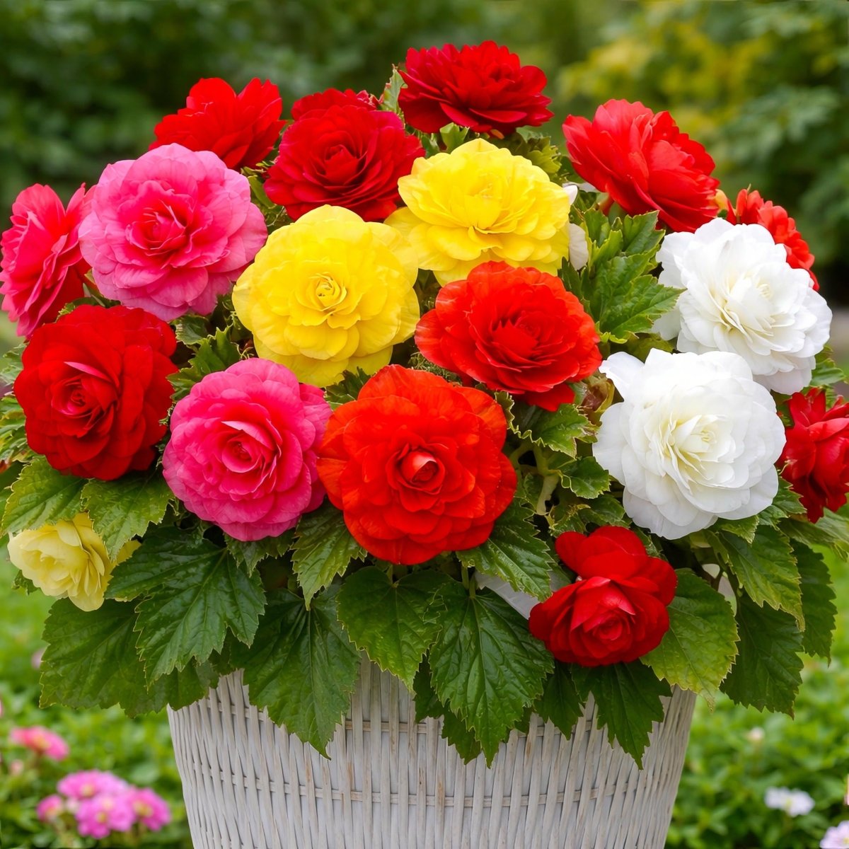 Begonia 'Camelia Mixed' – begonia tubers, product photo 4 (Harding & Bloom)