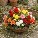 Begonia 'Camelia Mixed' – begonia tubers, product photo 3 (Harding & Bloom)