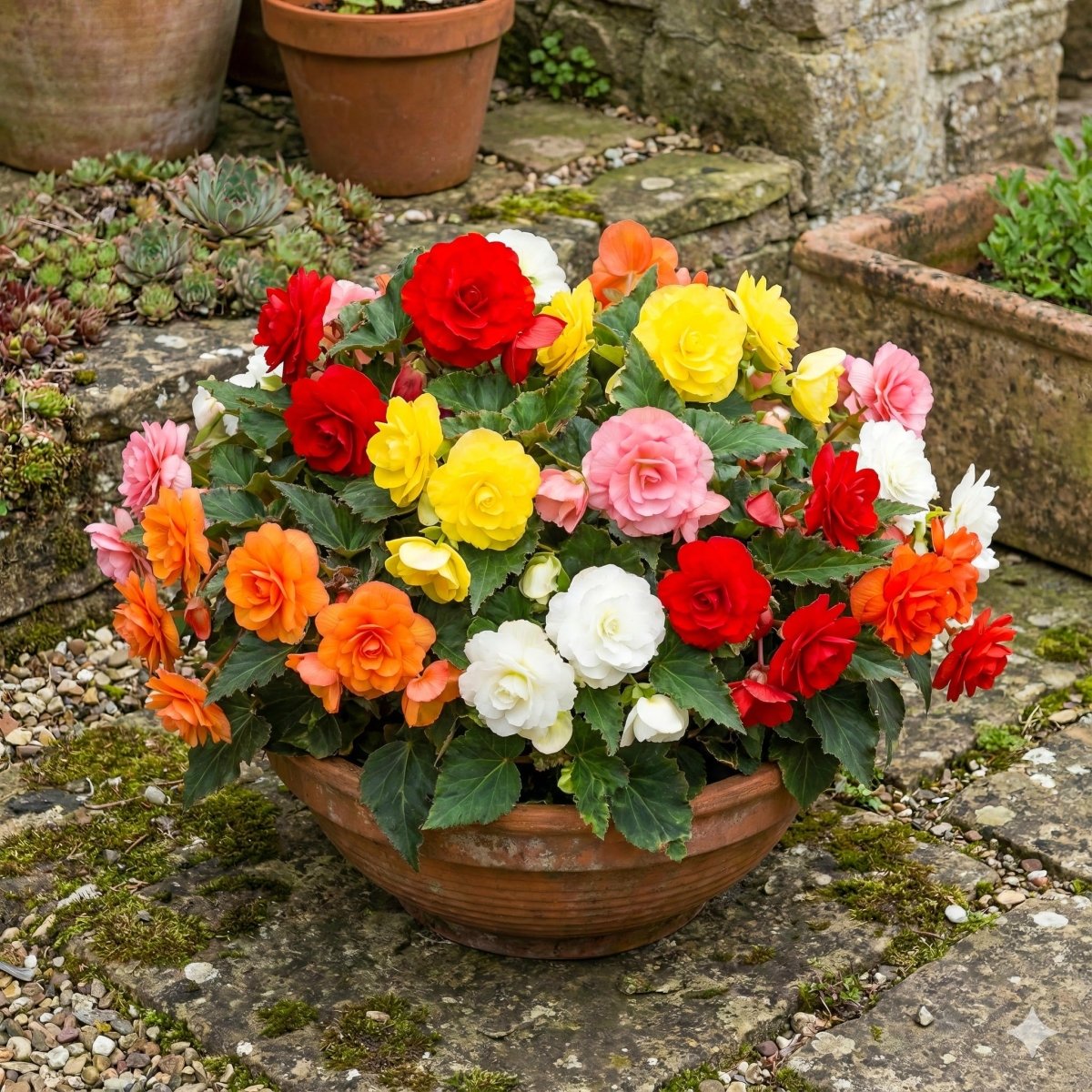 Begonia 'Camelia Mixed' – begonia tubers, product photo 3 (Harding & Bloom)