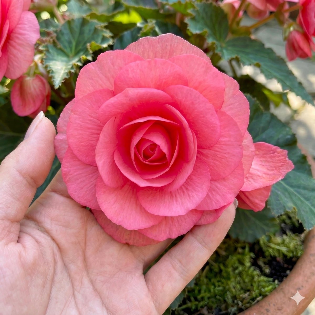 Begonia 'Double Pink' – begonia tubers, main product photo (Harding & Bloom)