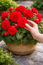 Begonia 'Double Red' – begonia tubers, product photo 2 (Harding & Bloom)