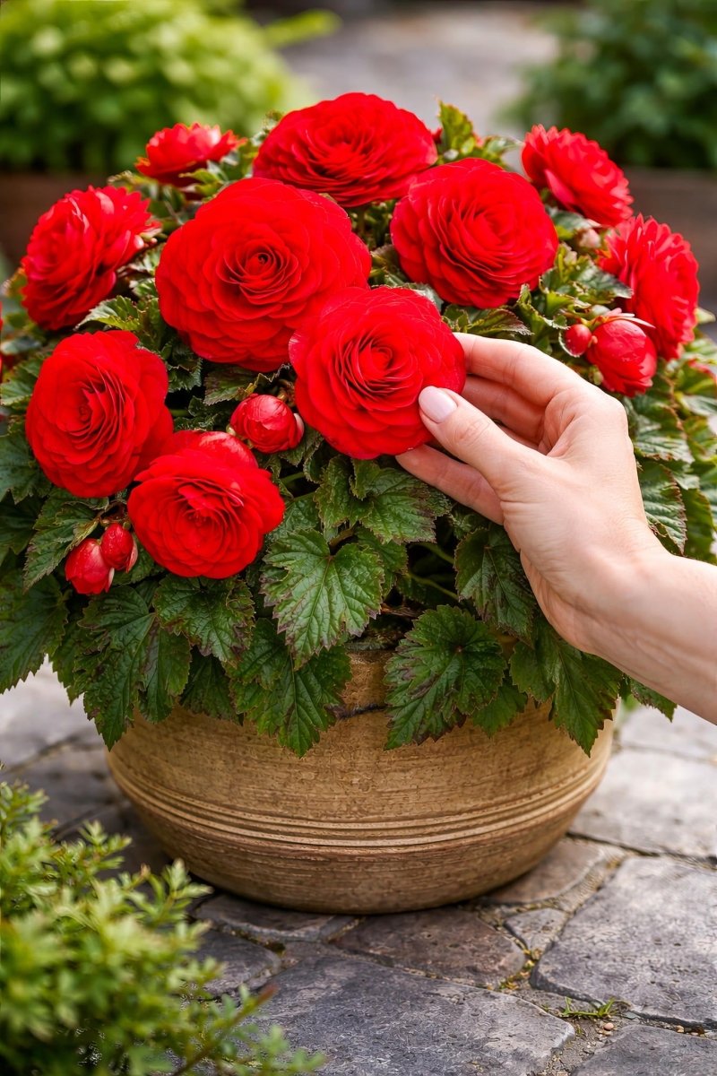 Begonia 'Double Red' – begonia tubers, product photo 2 (Harding & Bloom)