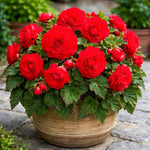 Begonia 'Double Red' – begonia tubers, product photo 3 (Harding & Bloom)