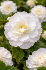 Begonia 'Double White' – begonia tubers, main product photo (Harding & Bloom)