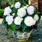 Begonia 'Double White' – begonia tubers, product photo 3 (Harding & Bloom)